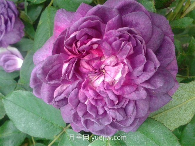 紫羅蘭皇后月季介紹和優(yōu)缺點(diǎn)(圖1)