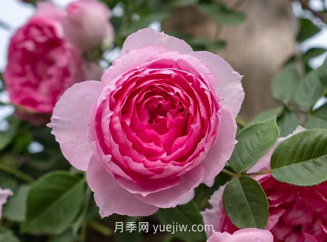 紫葡萄月季介紹和優(yōu)缺點(圖1)