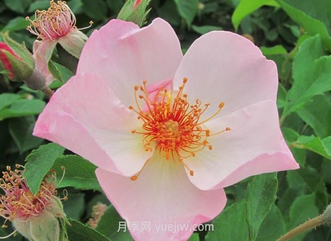 仙女羅瑟琳月季介紹和優(yōu)缺點(diǎn)(圖1)