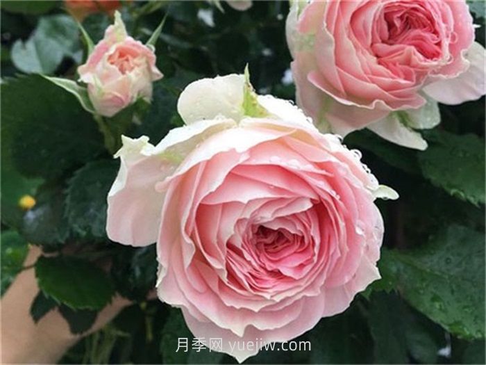 絨球門廊月季，勤花又抗病的優(yōu)秀品種(圖1)